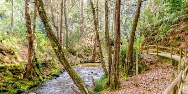 Árboles altos y frondosos en el Parque Arví de Medellín, rodeados de vegetación verde y senderos naturales.